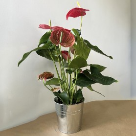 ANTHURIUM