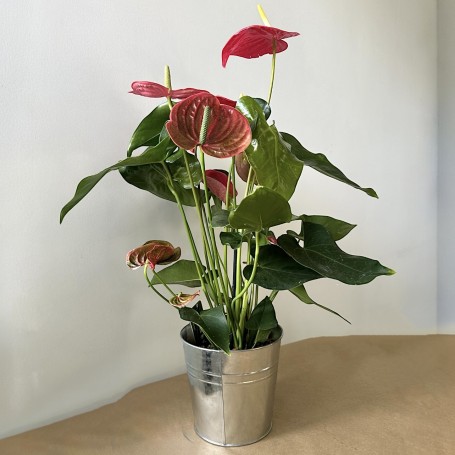 ANTHURIUM