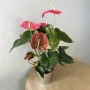 ANTHURIUM