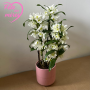 ORCHIDÉE DENDROBIUM