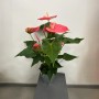ANTHURIUM