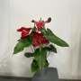 ANTHURIUM