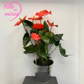 ANTHURIUM