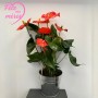 ANTHURIUM