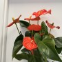 ANTHURIUM
