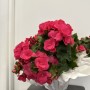 BÉGONIA