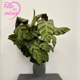 CALATHEA