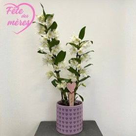ORCHIDÉE DENDROBIUM