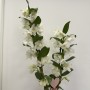ORCHIDÉE DENDROBIUM