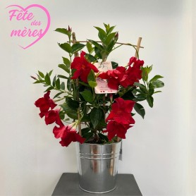 DIPLADENIA