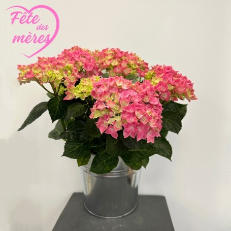HORTENSIA
