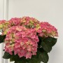 HORTENSIA